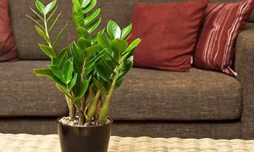 12 con giap nen trong cay gi de thu hut tien tai?