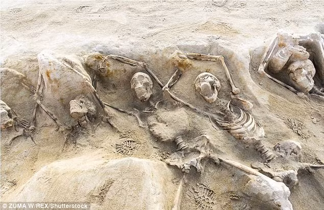 Trong số 80 bộ hài cốt trên, nhiều bộ xương được chôn cất trong tư thế 2 tay bị trói và giơ cao lên trên đầu.