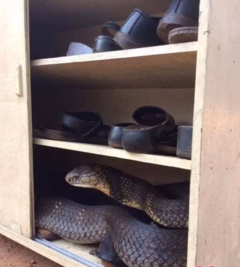 Rắn hổ mang chúa nằm trong tủ giày ở nhà.