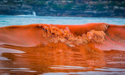 Giai ma hien tuong thuy trieu do khien ca chet hang loat