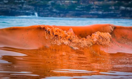 Giai ma hien tuong thuy trieu do khien ca chet hang loat