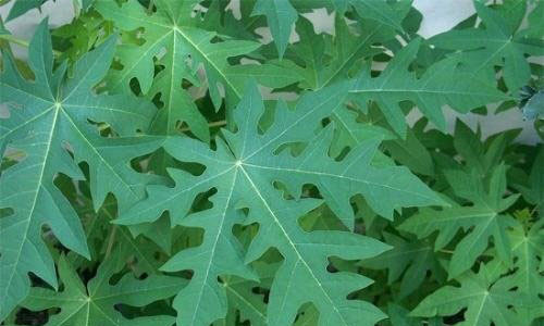 Lá đu đủ là một nguồn cung cấp vitamin A, B, C, D và E và canxi và nhiều thành phần khác.