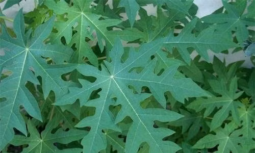 Lá đu đủ là một nguồn cung cấp vitamin A, B, C, D và E và canxi và nhiều thành phần khác.