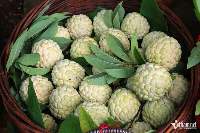 “Na bay” xuống núi bằng... cáp treo, bà con đút túi gần 800 tỷ - Hình 5 “Na bay” xuong nui bang... cap treo, ba con dut tui gan 800 ty-Hinh-5