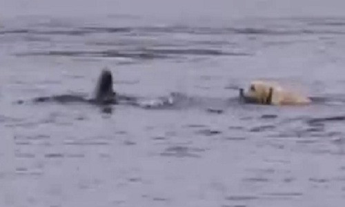 Ky la tinh ban tham thiet giua cho va ca heo