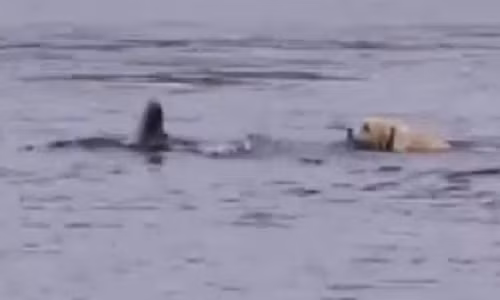 Ky la tinh ban tham thiet giua cho va ca heo