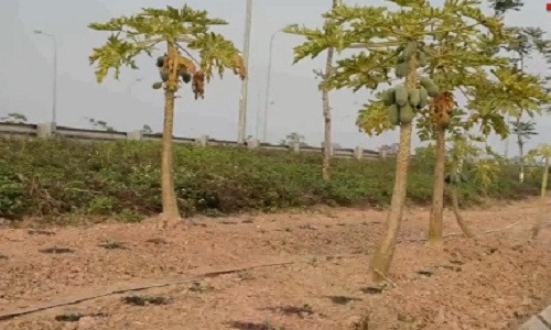 Xem nong dan tang gia ram ro tren dai lo Thang Long