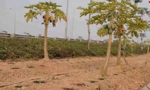 Xem nong dan tang gia ram ro tren dai lo Thang Long