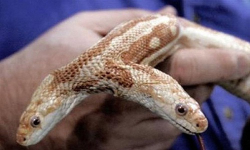 Run nguoi xem nhung con ran hai dau kinh di