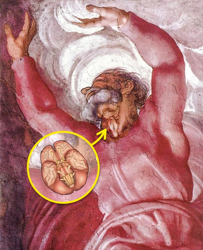 Hình ảnh về bộ não của con người không chỉ được thấy rõ trong bức tranh "The Creation of Adam" của Michelangelo mà còn được thấy trong 1 bức bích họa khác của ông tại nhà nguyện Sistine mang tên "The Separation of Light and Darkness". Khi nhìn kỹ vào cổ Chúa, nếu bạn so sánh với một bức ảnh chụp não người, bạn sẽ thấy một sự trùng khớp đến khó tin.