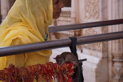 Ban đầu, Yama từ chối. Sau đó, tình yêu của người mẹ đã làm cảm động đến thần chết. Cuối cùng, Yama đồng ý cho Laxman và tất cả con trai của Karni Mata tái sinh thành chuột.