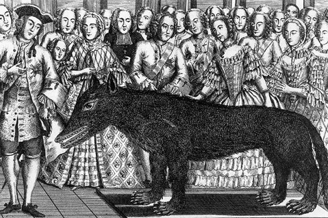 Điểm chung trong lời kể của các nhân chứng là quái thú vùng Gevaudan có vóc dáng to lớn, khỏe mạnh và có bộ lông chủ yếu là màu nâu đỏ.