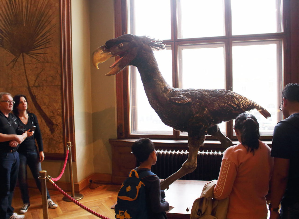 Mặc dù hóa thạch chỉ bao gồm một mảnh xương đùi dưới gọi là xương chày trái nhưng kích thước của nó khiến các nhà nghiên cứu suy đoán đây là một trong những loài "chim khủng bố" lớn nhất từng tồn tại, có thể nặng hơn 154 kg. Hóa thạch này là bằng chứng ở gần phương bắc nhất của chim khủng bố ở Nam Phi từ trước tới nay. Ảnh: Petr Hykš/Flickr.