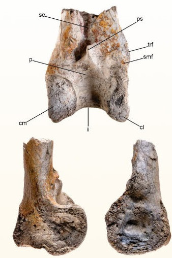 Loài "chim khủng bố" chủ yếu được tìm thấy ở phía nam Nam Mỹ. Chúng có hình dáng mảnh khảnh và khả năng vận động độc đáo để chạy trên mặt đất. Chiếc mỏ khủng và cấu tạo hộp sọ cho thấy chúng là động vật săn mồi hiệu quả. Ảnh: Degrange et al., doi: 10.1002/spp2.1601.