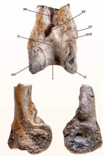 Loài "chim khủng bố" chủ yếu được tìm thấy ở phía nam Nam Mỹ. Chúng có hình dáng mảnh khảnh và khả năng vận động độc đáo để chạy trên mặt đất. Chiếc mỏ khủng và cấu tạo hộp sọ cho thấy chúng là động vật săn mồi hiệu quả. Ảnh: Degrange et al., doi: 10.1002/spp2.1601.
