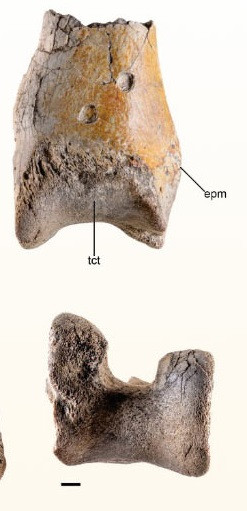 "Chim khủng bố sống trên mặt đất, có các chân thích nghi để chạy và chủ yếu ăn động vật khác", tác giả nghiên cứu Siobhán Cooke, phó giáo sư giải phẫu chức năng và tiến hóa ở Trường Y Đại học Johns Hopkins, cho biết trong một thông cáo báo chí. Ảnh: Degrange et al., doi: 10.1002/spp2.1601.