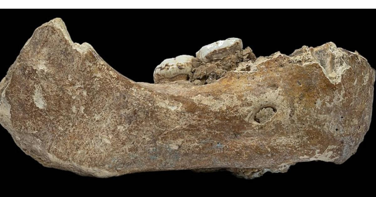 Cụ thể, hai nhà di truyền học dân số Ongaro và Sanchez đã phát hiện nhiều người Denisova thích ứng với môi trường trên khắp lục địa Á châu và xa hơn nữa.