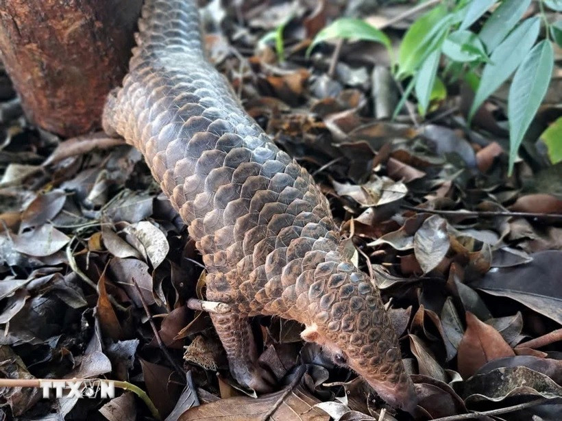 Vào ngày 5/11, Công an huyện Bù Gia Mập (Bình Phước) cho biết Công an xã Đăk Ơ đã bàn giao một cá thể tê tê quý hiếm cho Hạt Kiểm lâm liên huyện, thị xã Bù Gia Mập, Phước Long. Sau đó, Công an xã Đăk Ơ đã liên lạc, làm thủ tục bàn giao động vật hoang dã quý hiếm đó cho Hạt Kiểm lâm liên huyện, thị xã Bù Gia Mập - Phước Long. Ảnh: TTXVN.