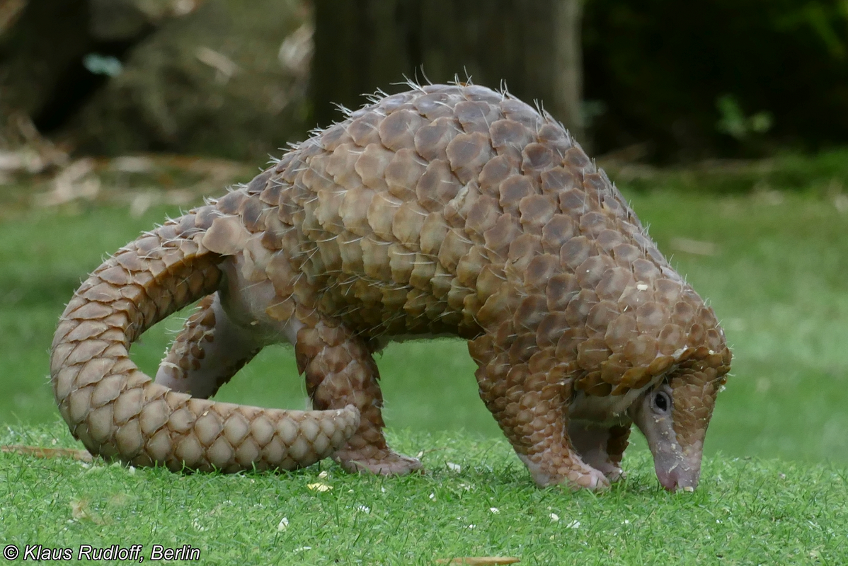 Loài tê tê java phân bố chủ yếu ở: Hà Tĩnh, Quảng Bình, Quảng Trị, Thừa Thiên - Huế, Quảng Nam, Đà Nẵng, Kon Tum, Gia Lai, Tây Ninh... Ảnh: BioLib.cz