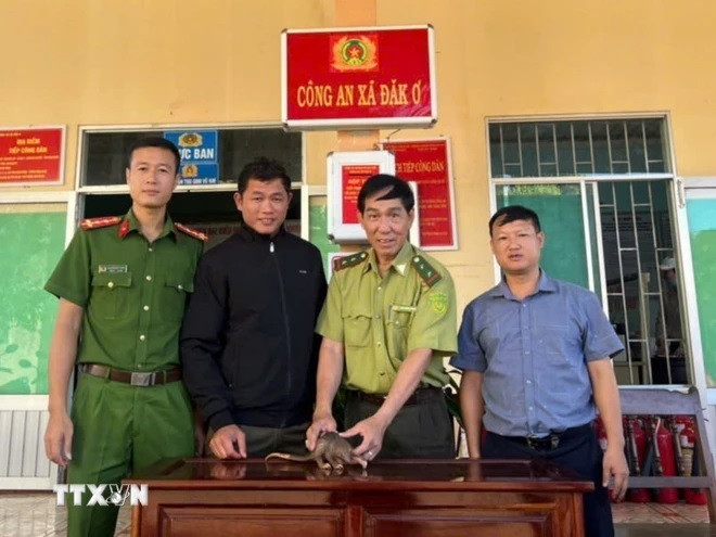 Trước đó, vào ngày 4/11, khi đang thực hiện nhiệm vụ tuần tra an ninh trật tự trên địa bàn thôn 10 (thuộc xã Đăk Ơ) khu vực biên giới, lực lượng Công an xã Đăk Ơ nhận được tin báo của người dân phát hiện một con tê tê "đi lạc" vào vườn điều. Do đó, họ đã bắt được cá thể tê tê Java đực, nặng 0,5 kg và chiều dài khoảng 40 cm. Ảnh: TTXVN.