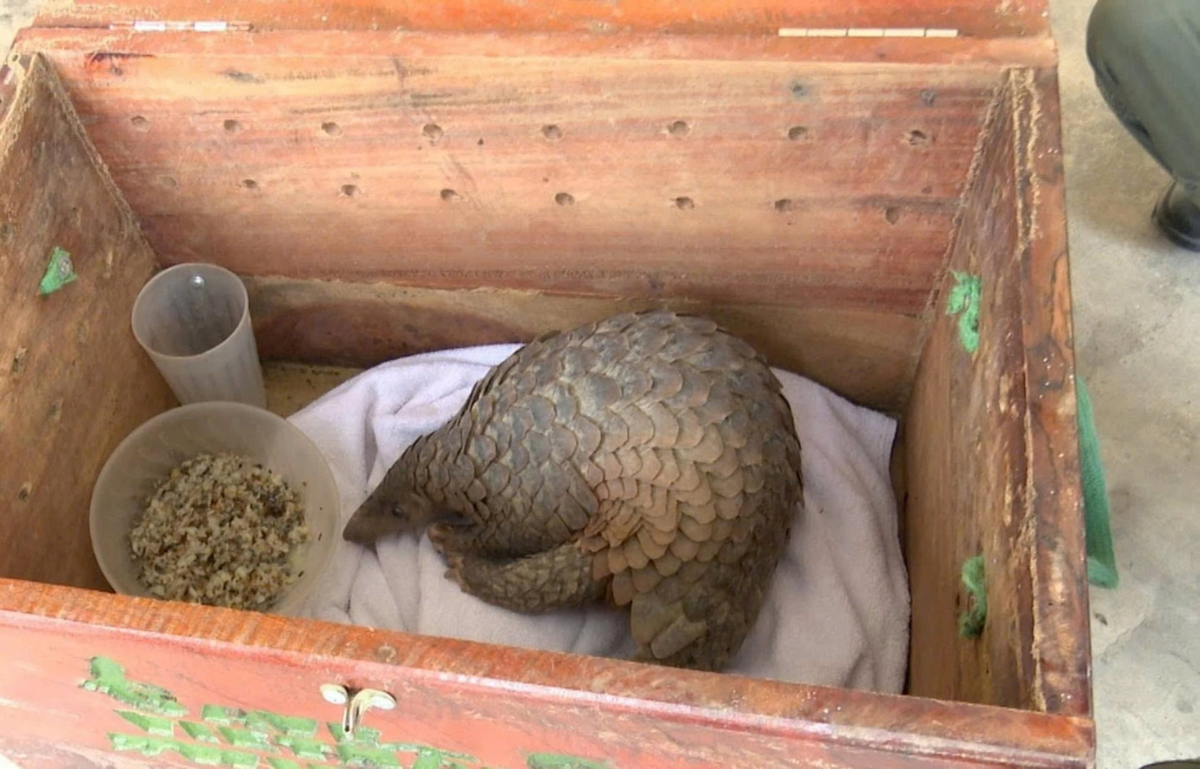 Vào ban ngày, tê tê Java thường ẩn mình trong các hang động hoặc tổ do chúng tự đào hoặc chiếm từ các loài khác. Chúng ra ngoài săn mồi vào ban đêm. Ảnh: Cổng TTĐT huyện Bình Giang, Hải Dương.