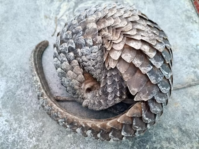 Tê tê là loài động vật có vú duy nhất trên thế giới có cơ thể được bao phủ lớp vảy cứng. Nhờ toàn thân có lớp vảy cứng keratin bao bọc, chúng có "bộ áo giáp" tự nhiên trước các cuộc tấn công của kẻ thù. Ảnh: Nông nghiệp Việt Nam.