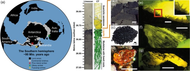 Kết quả kiểm tra niên đại và thành phần của lignite chỉ ra đây loại hổ phách khoảng 83 - 92 triệu năm tuổi và đến từ khu rừng đầm lầy bao gồm chủ yếu là cây thông. Ảnh: Klages et al., Antarctic Research, 2024.