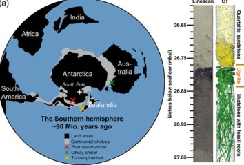 Nhiều loài cây tiết ra nhựa khi vỏ cây bị phá hủy. Trong số này, một số loại nhựa cây, đặc biệt là cây thông, hóa thạch trong điều kiện phù hợp, lưu giữ côn trùng, lông và đuôi của khủng long. Giới nghiên cứu từng thu được hóa thạch hổ phách có cùng thời kỳ ở miền nam Australia (khi ấy Australia vẫn gắn liền với Nam Cực). Ảnh: Klages et al., Antarctic Research, 2024.