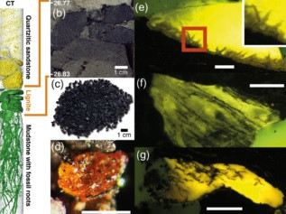 "Phân tích các mẫu hổ phách sẽ cho phép các nhà khoa học tìm hiểu trực tiếp điều kiện môi trường phổ biến ở Tây Nam Cực cách đây khoảng 90 triệu năm. Mục tiêu của chúng tôi hiện nay là tìm hiểu nhiều hơn về hệ sinh thái rừng", tiến sĩ Klages cho biết. Ảnh: Klages et al., Antarctic Research, 2024.