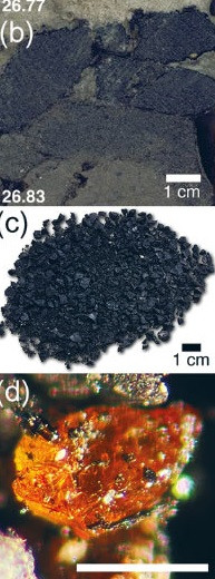 Theo nhóm nghiên cứu, những mẩu hổ phách có kích thước rất nhỏ, chỉ rộng cỡ 0,5 - 1 mm và có nhiều màu sắc khác nhau từ vàng đến cam. Họ không đặt quá nhiều kỳ vọng vào việc tìm thấy bất kỳ dạng sống nào được bảo quản nguyên vẹn bên trong các mẩu hổ phách. Dù vậy, họ đã tìm thấy nhiều mảnh vỏ cây cực nhỏ bên trong mẩu vật này. Ảnh: Klages et al., doi: 10.1017/S0954102024000208.