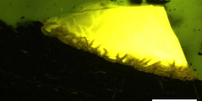 Thông qua phương pháp khoan đáy biển ngoài khơi Nam Cực, nhóm nghiên cứu đứng đầu là tiến sĩ Johann Klages ở Viện Alfred Wegener đã khoan ngoài đảo Pine ở biển Amundsen. Qua đó, họ phát hiện bên trong lớp lignite (than đá ẩm) dày 5 cm có các mẩu nhựa cây cứng lại gọi là hổ phách. Ảnh: Klages et al., Antarctic Research, 2024.