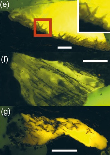 Tiến sĩ Klages giải thích nhựa cây có thể chảy ra khi xảy ra cháy rừng và chúng được lưu giữ khi nước bao phủ khu vực cũng như bảo vệ khỏi tia cực tím. Các mẩu hổ phách tìm thấy ở Nam Cực gây chú ý khi giữ nguyên độ trong suốt cho thấy chúng chưa bao giờ bị chôn vùi ở độ sâu lớn và nung nóng cho tới khi tan chảy một phần. Ảnh: Klages et al., doi: 10.1017/S0954102024000208.
