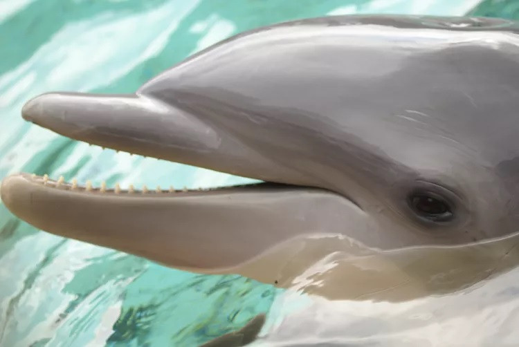 Nghiên cứu của các chuyên gia chỉ ra, cá heo có thể sử dụng công cụ trong tự nhiên, học hàng chuỗi những hành vi theo yêu cầu của con người. Ảnh: Radekk/Getty Images.