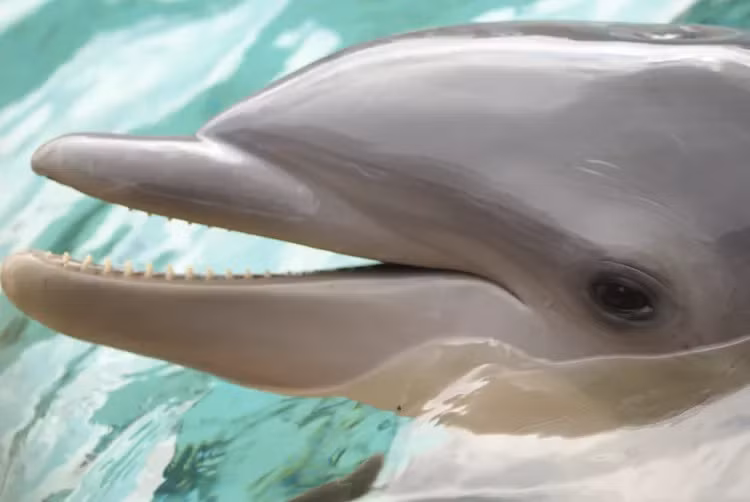 Nghiên cứu của các chuyên gia chỉ ra, cá heo có thể sử dụng công cụ trong tự nhiên, học hàng chuỗi những hành vi theo yêu cầu của con người. Ảnh: Radekk/Getty Images.