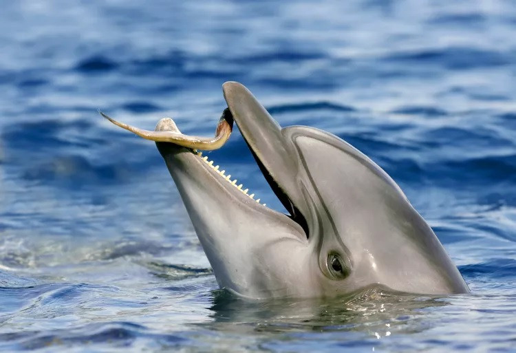 Cá heo Kelly tại Viện nghiên cứu động vật có vú biển ở Mississippi được nhiều người biết đến với trí thông minh vượt trội khi biết cách đánh lừa hệ thống để nhận được nhiều thức ăn hơn; được huấn luyện nhặt rác trong hồ để đổi lấy thức ăn; học được cách bẫy chim hải âu bằng thức ăn của mình rồi giao nộp cho người huấn luyện để nhận được nhiều cá hơn. Ảnh: skynesher/Getty Images.