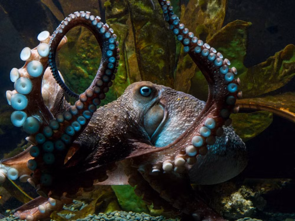 Trong một số thí nghiệm, bạch tuộc có thể vặn mở nắp lọ khi bị nhốt bên trong. Chúng cũng có khả năng nén cơ thể to lớn của mình qua những khe nhỏ hẹp để thoát khỏi không gian giam giữ. Ảnh: National Aquarium in New Zealand.