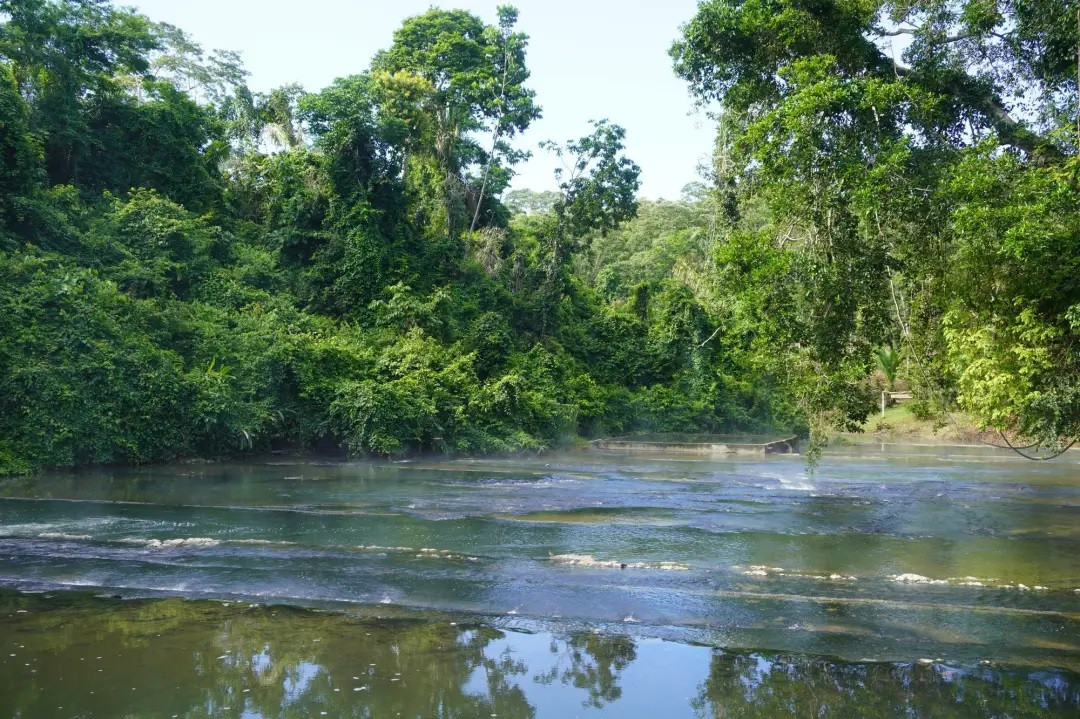 Phải tới năm 2011, dòng sông nước sôi Shanay-timpishka được nghiên cứu lần đầu bởi nhà khoa học địa nhiệt Andrés Ruzo. Ông thực hiện nghiên cứu này sau khi được ông nội kể về dòng sông đó từ khi còn nhỏ. Tình cờ là dì của ông Ruzo quen biết vợ của một pháp sư bảo vệ dòng sông. Ảnh: shanaytimpishka.