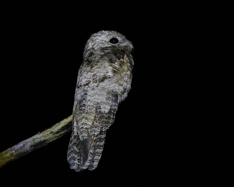 Trong khi nhiều loài chim săn mồi vào vào ban ngày, chim potoo sống ẩn dật, đậu trên cây và dựa vào màu sắc của bộ lông để ngụy trang tài tình. Thậm chí, chúng có thể đứng bất động trong thời gian dài trên cành cây khiến không ai nhận ra. Ảnh: animalia.bio.