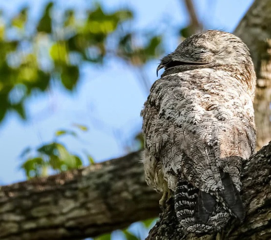 Chim potoo không làm tổ để đẻ trứng. Thay vào đó, con cái đẻ một quả trứng vào trong hốc cây. Những con chim potoo con được bố mẹ chăm sóc trong khoảng 1,5 tháng trước khi bắt đầu cuộc sống độc lập. Ảnh: Luis A. Materon.