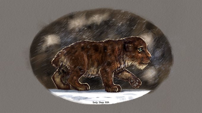 Mèo răng kiếm có miệng lớn, tai nhỏ, chi trước dài, lông sẫm màu và phần cổ dày hơn nhiều. Ảnh: X.com.