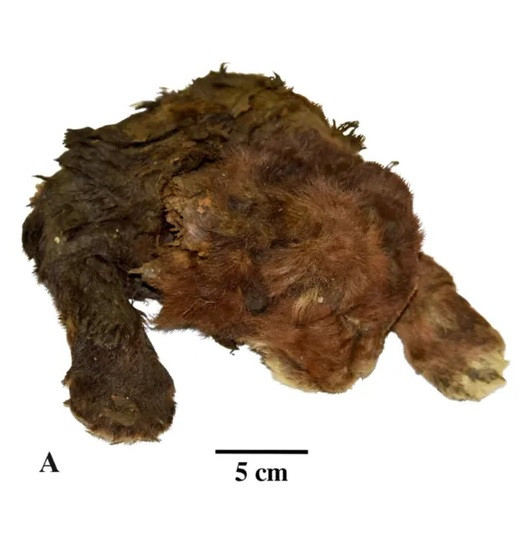 Nhóm nghiên cứu đến từ Viện Cổ sinh vật học Borissiak cho biết trong thời gian dài, sự hiện diện của Homotherium latidens ở lục địa Á Âu được ghi nhận vào giữa thế Canh Tân (126.000 - 770.000 năm trước). Việc phát hiện xác ướp mèo răng kiếm trên giúp các chuyên gia có thêm thông tin về sự phân bố của chúng và xác nhận loài này tồn tại cuối thế Canh Tân ở châu Á. Ảnh: Scientific Reports.