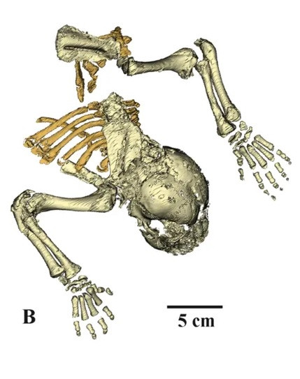Kết quả nghiên cứu xác ướp mèo răng kiếm cho thấy nó thích nghi tốt với điều kiện ở kỷ băng hà. Các nhà nghiên cứu so sánh nó với xác một con sư tử hiện đại (Panthera leo) 3 tuần tuổi và nhận thấy mèo răng kiếm có bàn chân rộng hơn và không có đệm ở khớp cổ chân để giảm xóc như loài mèo lớn ngày nay. Ảnh: Scientific Reports.