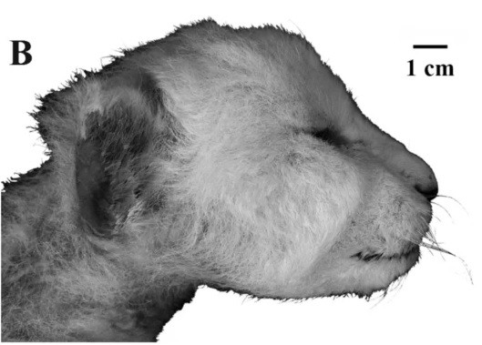 Xác mèo răng kiếm ở tình trạng nguyên vẹn cực kỳ hiếm gặp. Theo các chuyên gia, xác ướp trên thuộc về loài Homotherium latidens đã tuyệt chủng. Mèo răng kiếm sống trên khắp thế giới vào thế Thượng Tân (2,6 - 5,3 triệu năm trước) và đầu thế Canh Tân (11.700 - 2,6 triệu năm trước). Tuy nhiên, họ có bằng chứng cho thấy loài này phân bố kém rộng rãi hơn vào cuối thế Canh Tân (kỷ băng hà cuối cùng). Ảnh: Lopatin, A.V., Sotnikova, M.V., Klimovsky, A.I. et al.