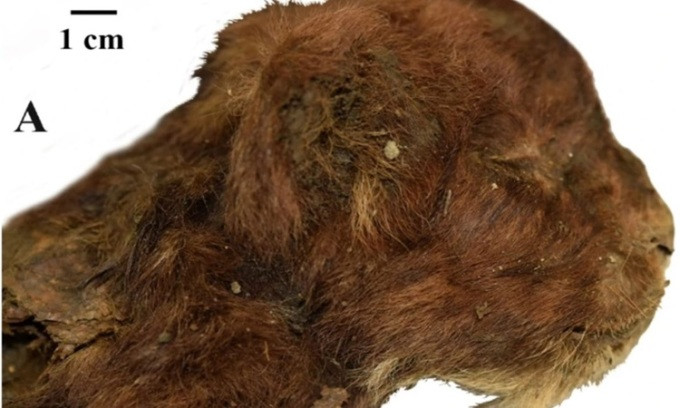 Vào năm 2020, các nhà nghiên cứu phát hiện một xác ướp mèo răng kiếm ở Siberia. Con vật được chôn vùi trong lớp đất đóng băng vĩnh cửu. Kết quả nghiên cứu mới công bố hé lộ những bí mật về con vật chết cách đây khoảng 35.000 năm. Ảnh: Scientific Reports.