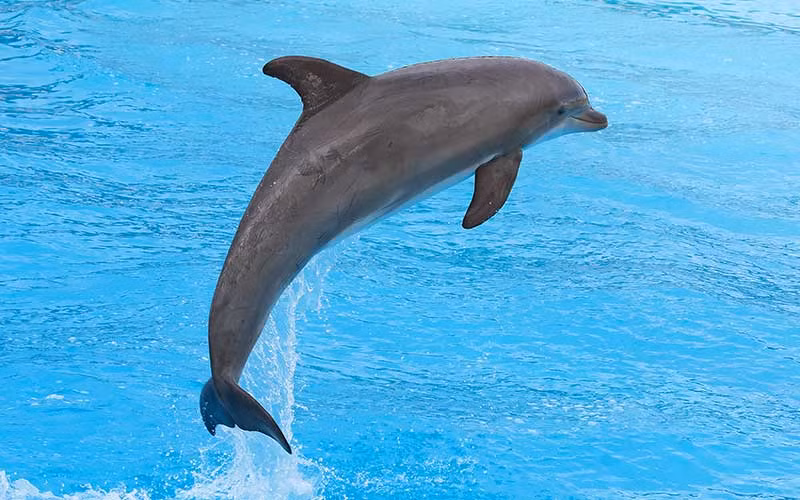 Trong 69 ngày (từ ngày 8/12/2022 - 14/2/2023), các nhà nghiên cứu đã phát hiện 10.833 âm thanh, bao gồm nhiều loại âm thanh thường liên quan đến giao tiếp. Ảnh: dolphins-world.com.