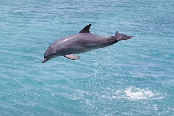 Trong số này, 2.291 tiếng huýt sáo, 2.288 âm xung - một loạt các tiếng click nhanh đôi khi liên quan đến sự hung hăng của cá heo, 5.487 âm thanh có tần số thấp và 767 âm thanh va đập. Ảnh: natureplprints.