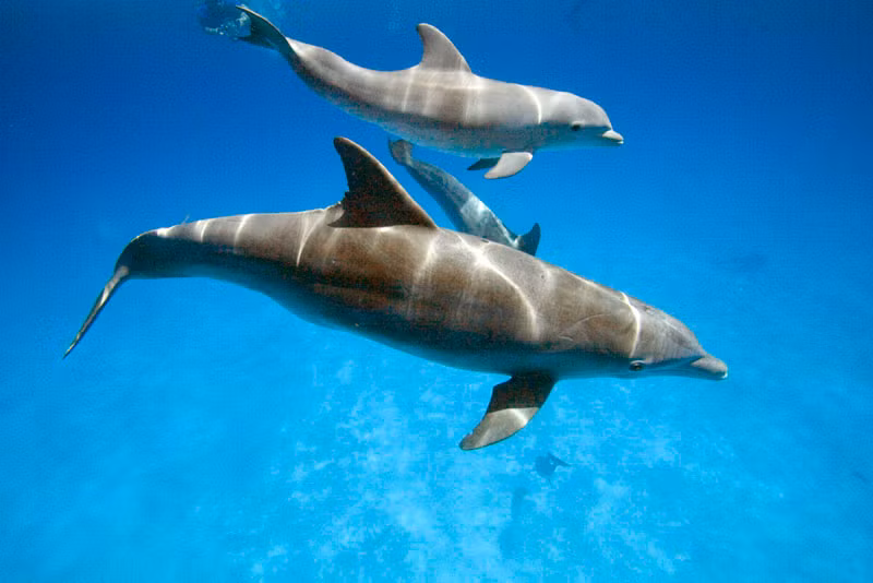 Ngoài ra, một giả thuyết khác cho rằng, những âm thanh mà Delle tạo ra có thể được kích hoạt bởi một cảm xúc nào đó. Ảnh: ryanphotographic.