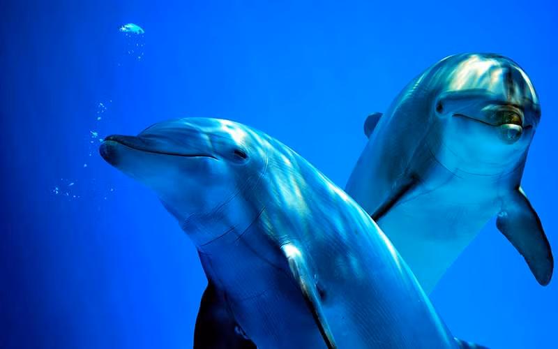 Khu vực này nằm ngoài phạm vi sinh sống thông thường của loài cá heo mũi chai và không có cá thể nào khác được phát hiện ở gần đó. Ảnh: dolphins-world.com.