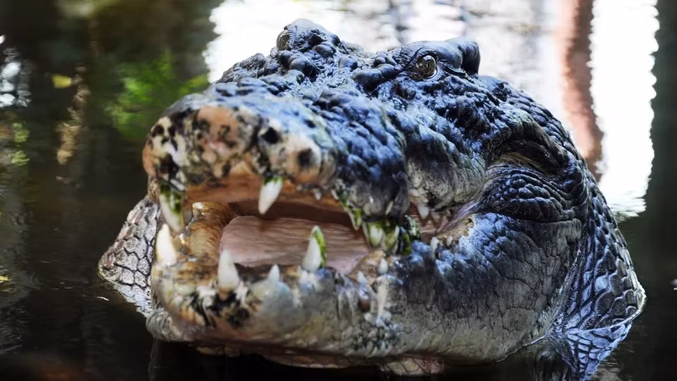 Cassius là tên con cá sấu nuôi nhốt lớn nhất thế giới. Nó đã chết sau khi sức khỏe của nó suy yếu nhanh từ giữa tháng 10 và chết vào ngày 2/11. Thông tin này được Marineland Melanesia Crocodile Habitat &amp; Gift Shop thông báo trên Facebook. Ảnh: Australian Associated Press/Alamy Stock Photo.