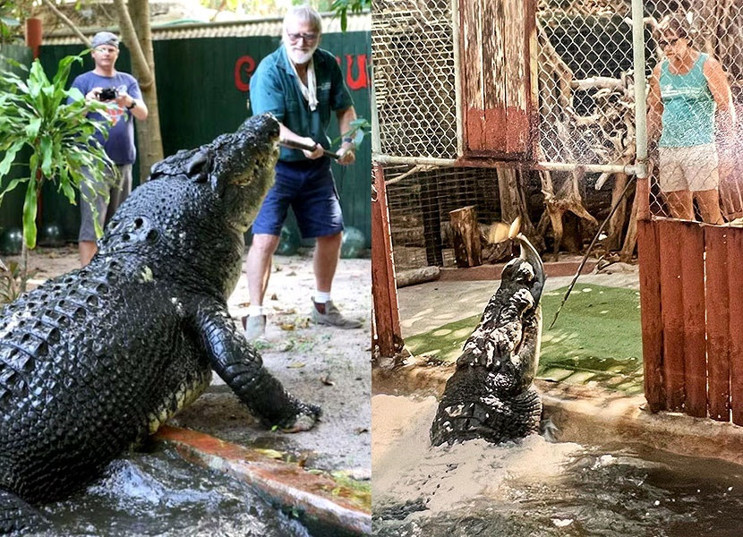 Kỷ lục này thuộc về con cá sấu nước mặn có tên Lolong, bị bắt ở Philippines vào tháng 9/2011. Nó có chiều dài 6,17 m trước khi chết vào năm 2013. Ảnh: Greenislandcrocs.